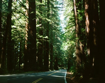 Avenue of the Giants Poster Print