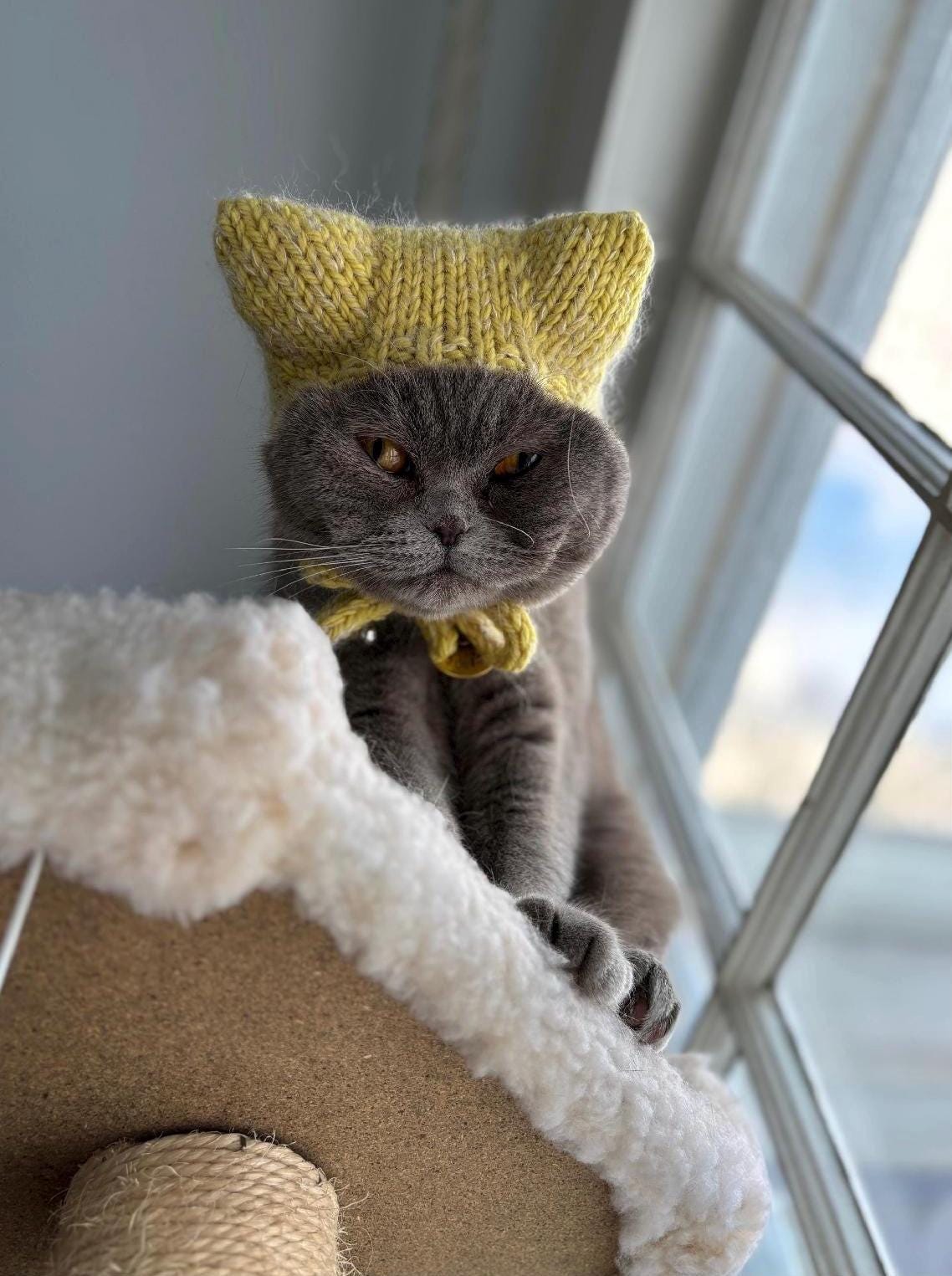 KNITTING PATTERN Cat Hat for Cat With Kitty Ears - Etsy