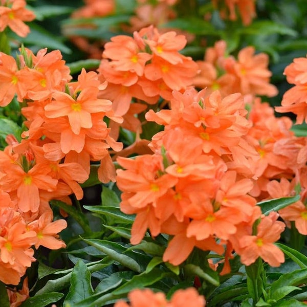 25 Orange marmalade Seeds , Fire cracker Seeds,  Crossandra infundibuliformis