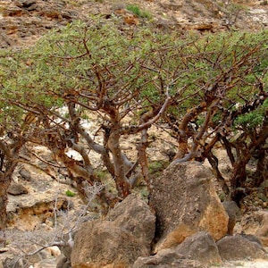 3 Olibanum tree Seeds, Boswellia sacra Tree Seeds, Frankincense  Tree Seeds,