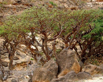 3 Olibanum tree Seeds, Boswellia sacra Tree Seeds, Frankincense  Tree Seeds,