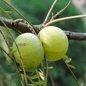 100 Amla Gooseberry Seeds. Phyllanthus emblica  Seedsa