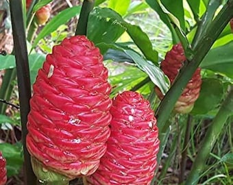 10 Shampoo Ginger Seeds ,Pinecone ginger Seeds, Zingiber zerumbet Seeds