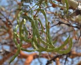 15 Acacia seyal Seeds, Shittim wood Seeds , Shittim Tree Seeds,