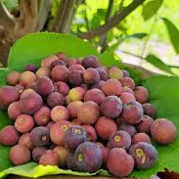 20 Grewia asiatica Seeds, Dessert Berry/Sherbet Berry ,Phalsa Seeds , Falsa Fruit Seeds