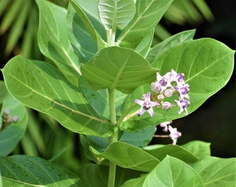 50 Crown Flower Seed, Calotropis gigantea Seeds, Giant Milkweed