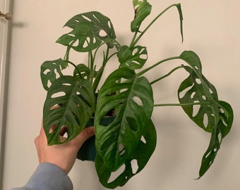 Monstera Adansonii Wide Form | Etsy