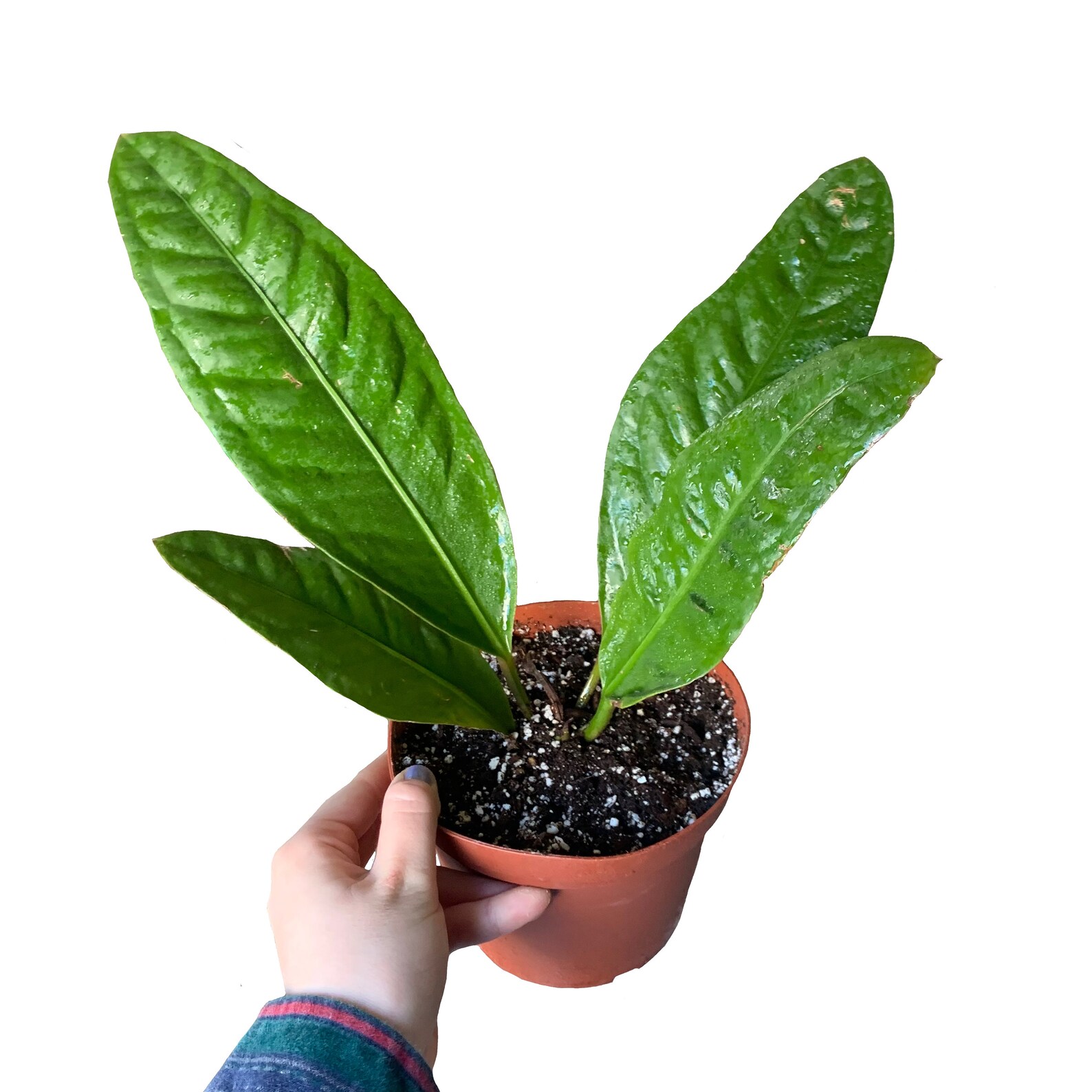 Anthurium Superbum / Birds Nest Anthurium / 6 Pot Etsy