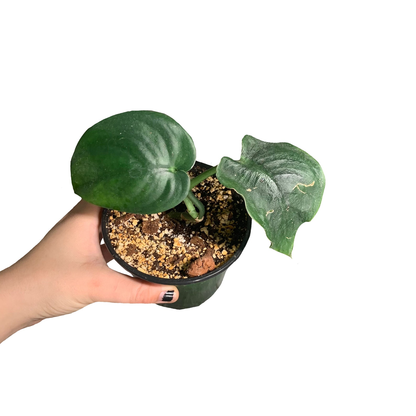 Jade Satin Scindapsus / RARE / 4 Pot Etsy
