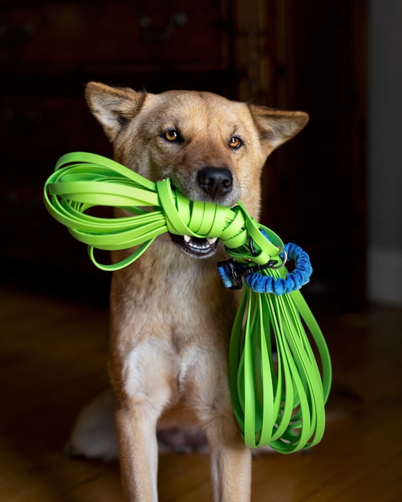 Leash line for dogs online