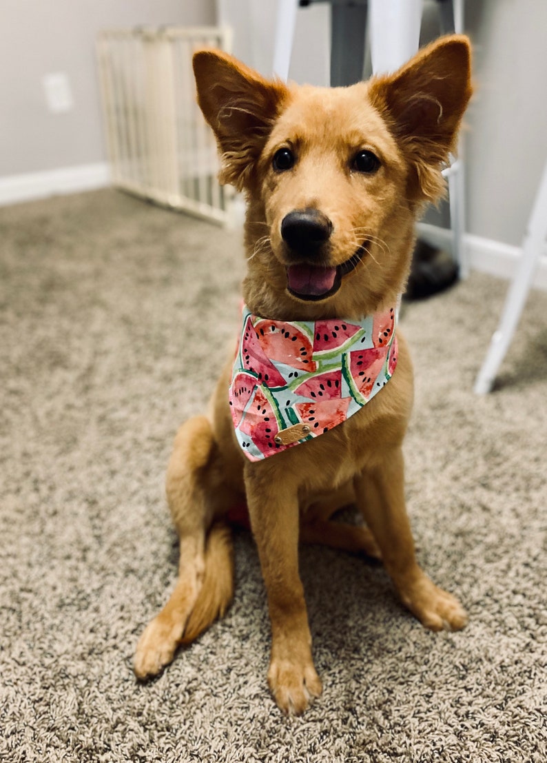 The \u201cWinnie\u201d Bandana