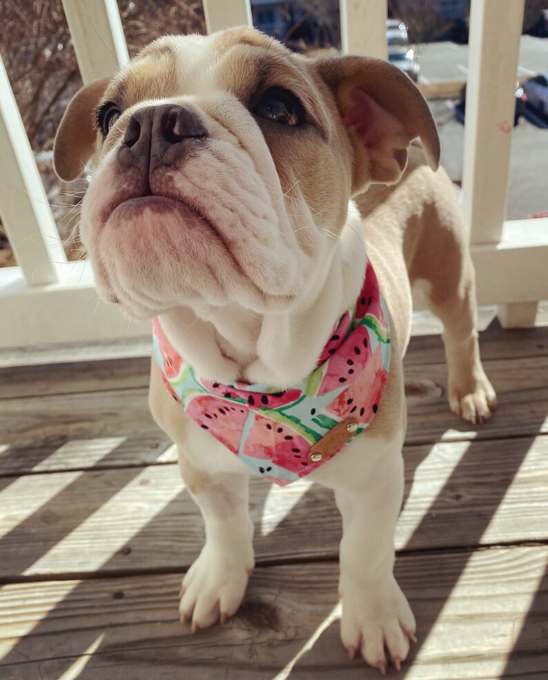 The \u201cWinnie\u201d Bandana
