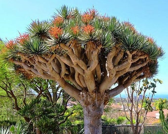 Dragon Blood Tree Etsy Dragon Blood Tree Etsy
