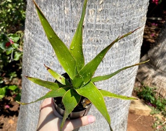 Dragon Blood Tree Etsy Dragon Blood Tree Etsy