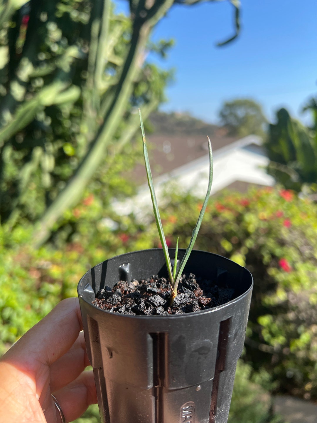 Joshua Tree potted Live Tree Etsy