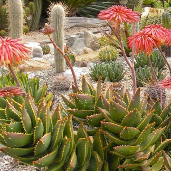 Spiral Aloe - Etsy