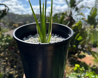 Dracaena cinnabari (small)