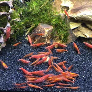 Shrimp and Snail Food