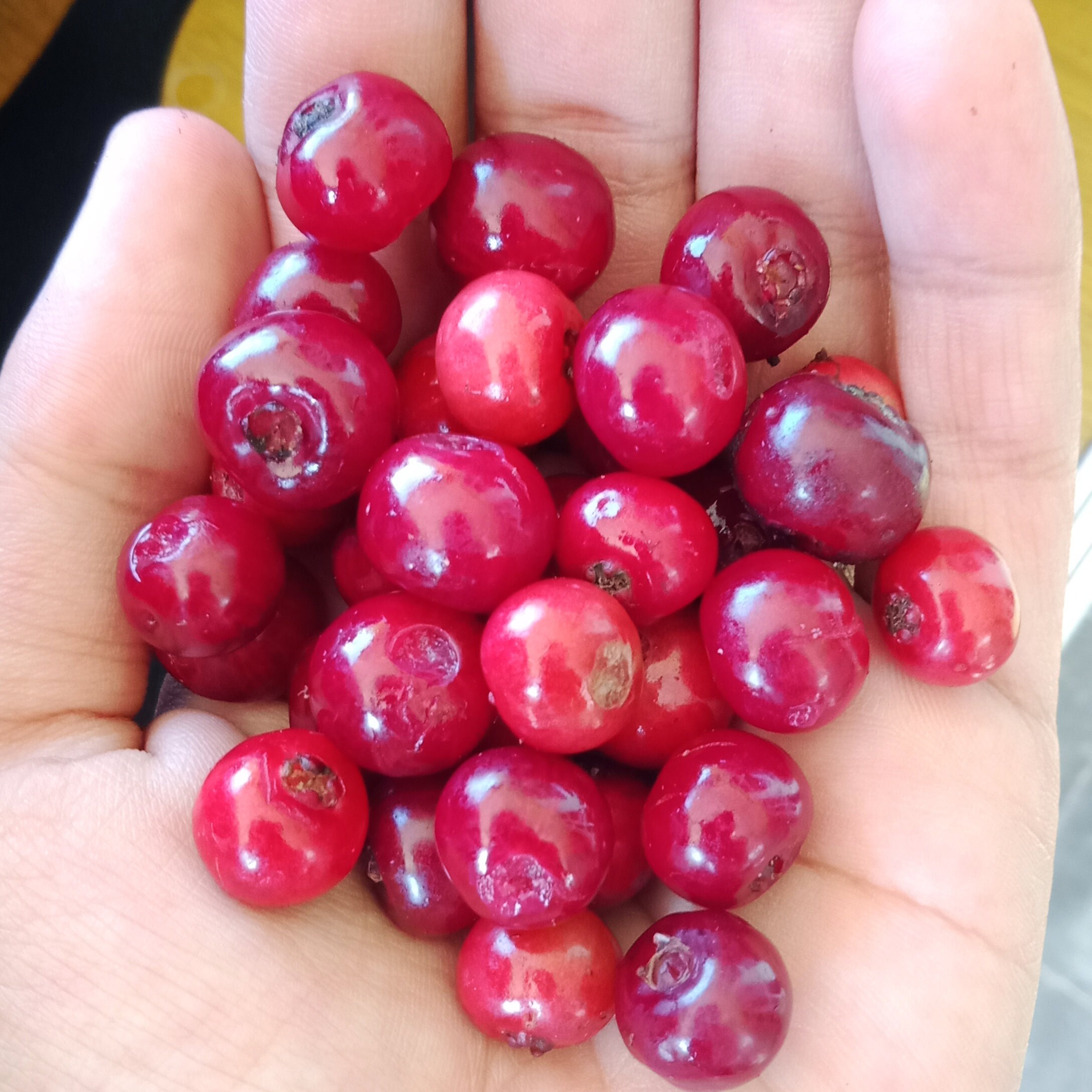 Fresh Seeds Organic Bay Leaves Seeds Syzygium polyanthum Etsy