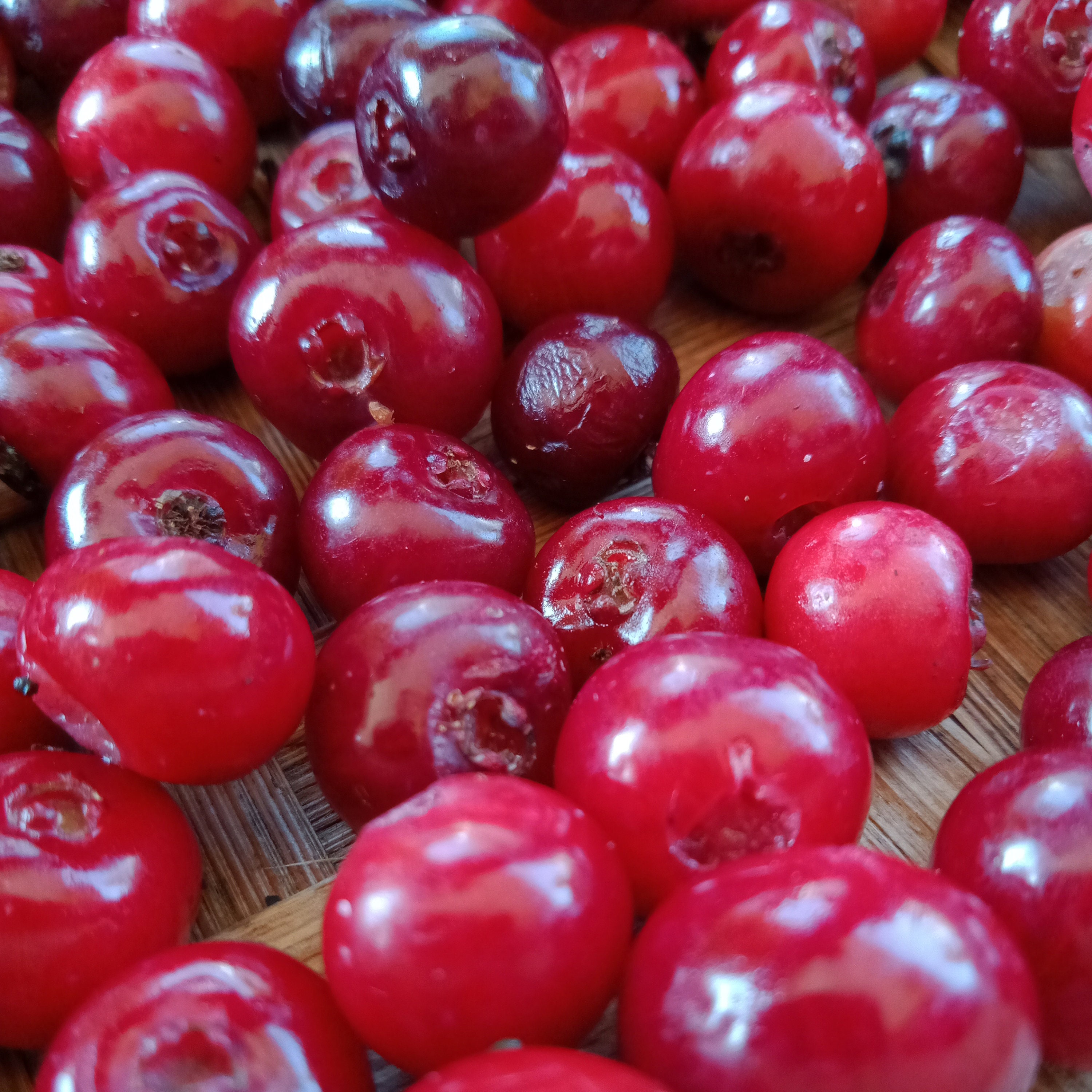 Fresh Seeds Organic Bay Leaves Seeds Syzygium polyanthum Etsy