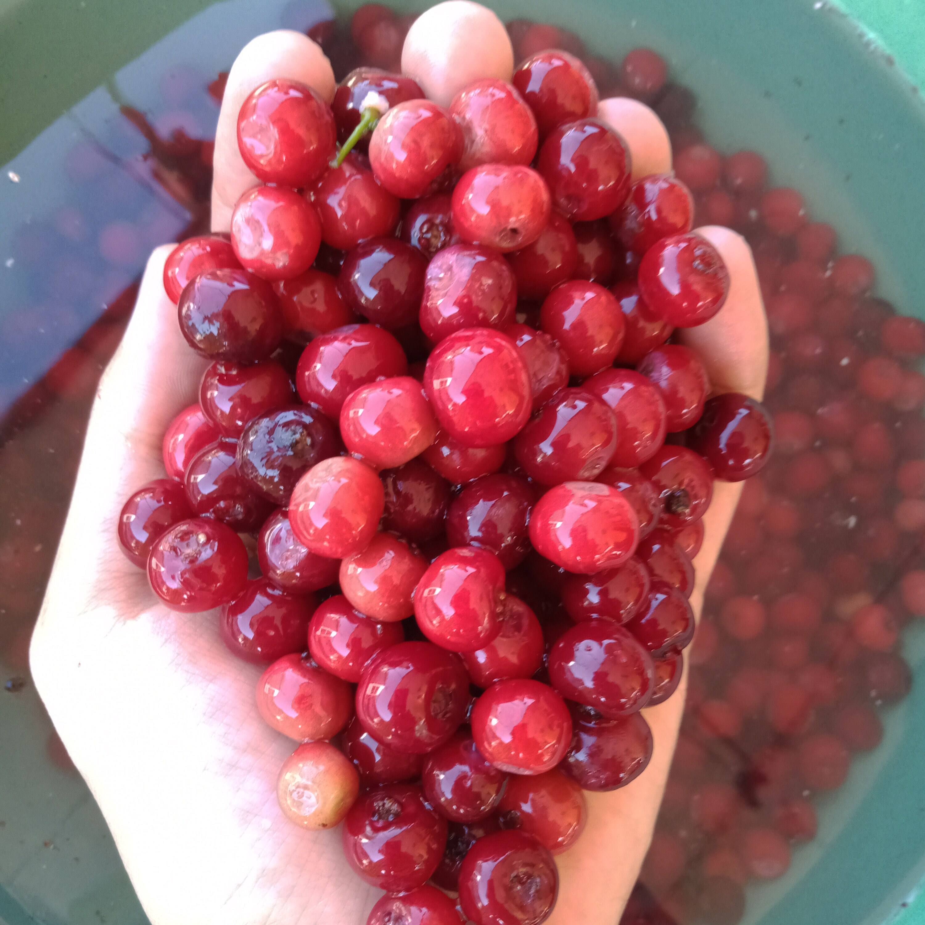 Fresh Seeds Organic Bay Leaves Seeds Syzygium polyanthum Etsy