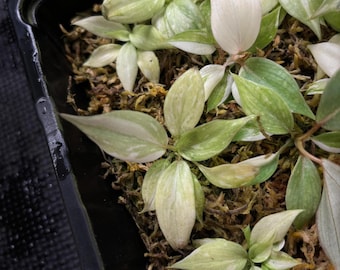 Philodendron gloriosum variegado tipo 2 *planta inicial 1 elección del cultivador