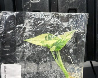 Alocasia Simpo albo variegada - envío en 3-4 semanas, selección de cultivadores, cultivo de tejidos raro