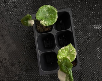 Alocasia melo albo variegada *plantón de inicio de elección del cultivador