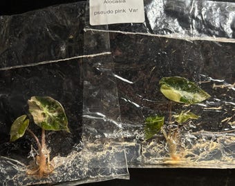Alocasia pseudo sanderiana rosa - Envío en 3-4 semanas, elección del cultivador, cultivo de tejidos raros.