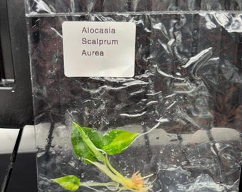 Alocasia Scalprum Aurea abigarrada: se envía en 3-4 semanas; los productores eligen un cultivo de tejido poco común