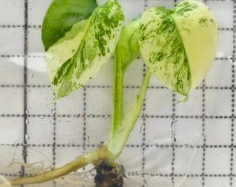 Monstera blanca Monster Mint, paquete de 2, cultivo de tejidos, selección de cultivadores - envío en 2-3 semanas