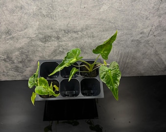 Tatuaje de Alocasia frydek *planta inicial a elección del cultivador