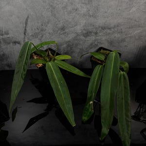 Anthurium Pendens - Etsy