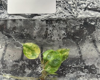 Philodendron Billietiae variegado - envío en 3-4 semanas, selección de cultivadores, cultivo de tejidos raro