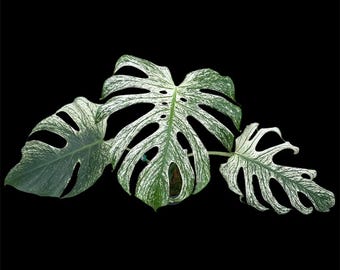 Monstera devil monster Grade B TC - will show variegation in later growth