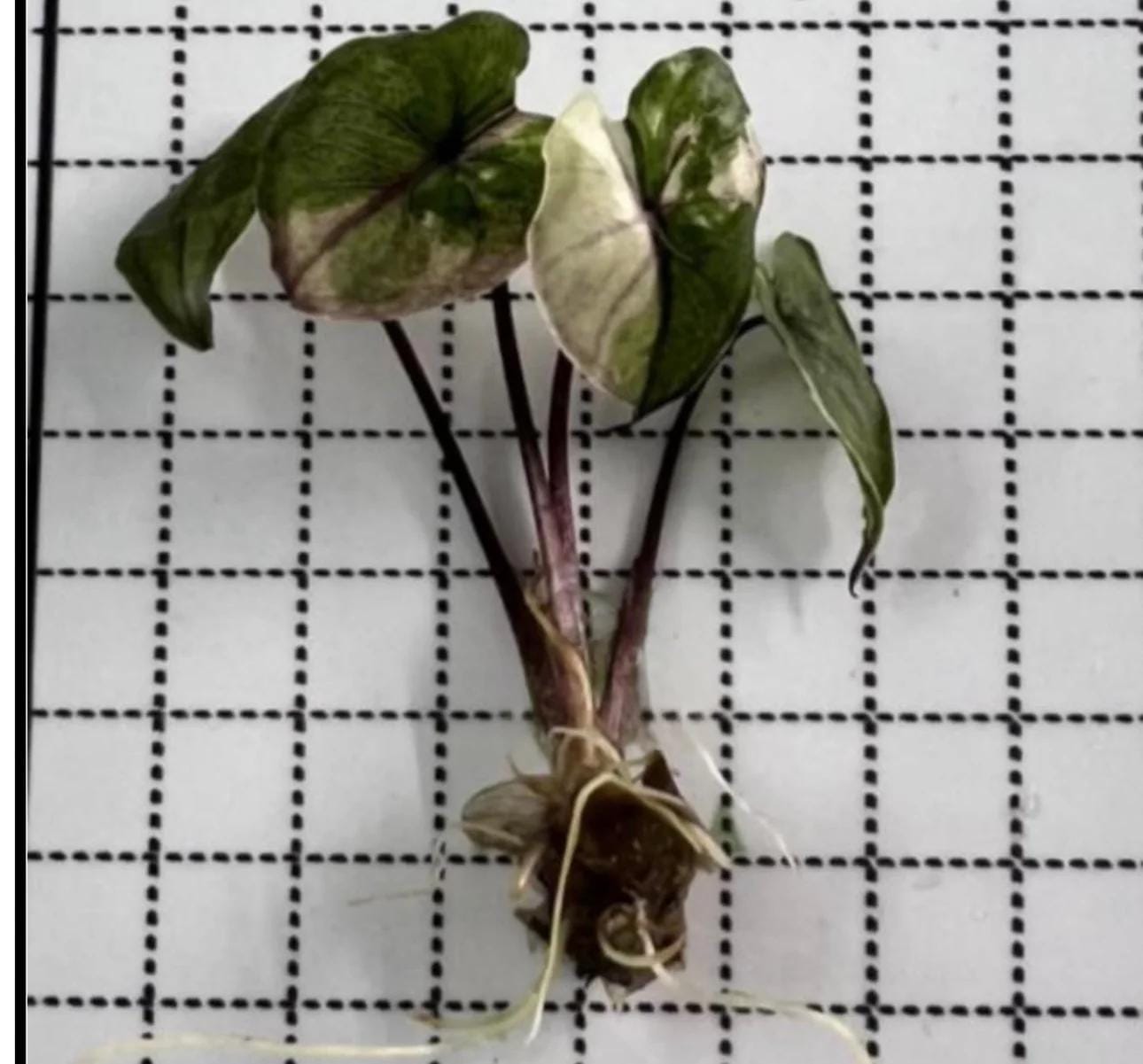 Alocasia Serendipity Variegated - Etsy