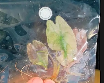 May include: A small Alocasia plant with variegated light green and cream-colored heart-shaped leaves, featuring visible roots and a pinkish stem, sealed inside a clear plastic bag with condensation droplets on the interior surface.
