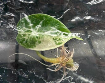 May include: A variegated Alocasia plant cutting featuring a single heart-shaped leaf with mottled dark green and light cream patterns. The plant stem is attached to a cluster of thin, pale white roots, all encased within a clear plastic bag.