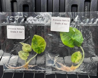 Alocasia nebula aurea variegada - envío en 3-4 semanas (a elección del cultivador)