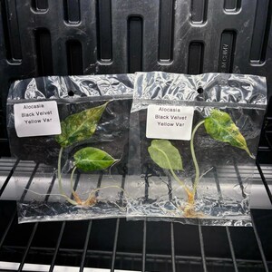 Alocasia Black Velevt Gold variegated - ships in 3-4 weeks growers choice rare tissue culture