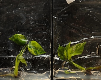 Electrolito de Monstera: envío en 3-4 semanas, elección del cultivador, cultivo de tejidos raros.
