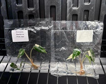 Alocasia Bambino rosa variegada - envío en 3-4 semanas, cultivo de tejidos (a elección del cultivador, rara)
