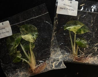 May include: Two Alocasia Wentii Pink Var plant cuttings with variegated green and cream leaves and visible roots, each individually sealed in a clear plastic bag. Each bag features a white label with the text 8 Alocasia Wentii Pink Var or 1P 6 Alocasia Wentii Pink Var.