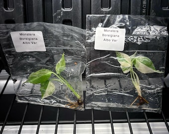 Monstera albo borsigiana variegated - ships in 1-3 weeks growers choice rare tissue culture
