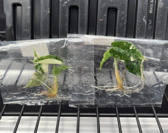 Alocasia Amazonia Polly rosa variegada - envío en 3-4 semanas, selección de cultivadores, cultivo de tejidos raros
