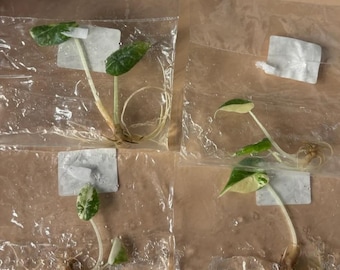 Alocasia Marahani albo variegada - envío en 3-4 semanas, selección de cultivadores, cultivo de tejidos raros