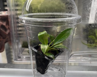 Kit de aclimatación para cultivo de tejidos