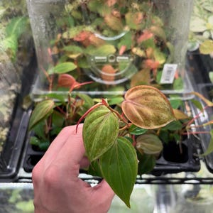Philodendron Micans Pink Variegated - Etsy