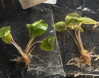 Alocasia Yucatán princesa aurea/rosa abigarrada - envío en 3-4 semanas elección del cultivador cultivo de tejidos raros