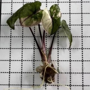 Alocasia Serendipity Pink Variegated - Etsy